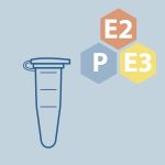 Speicheltest zu den Hormonen: Progesteron + Estradiol (E2) + Estriol (E3)